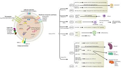 The Role of Extracellular Vesicles in Systemic Lupus Erythematosus